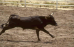 steer running