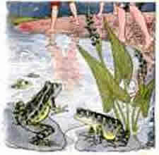 frogs in a pond