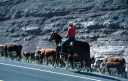 cowboy and cattle