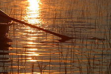 oar in water