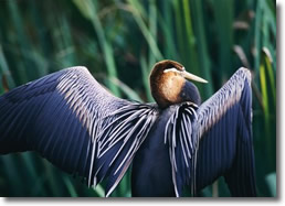 bird spreading its wings