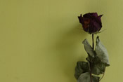 rose on a yellow wall